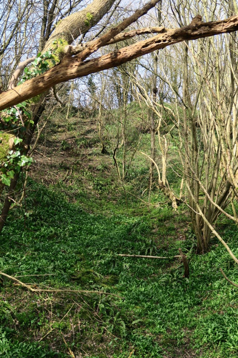 A Nauture walk and foraging for wild garlic in pictures