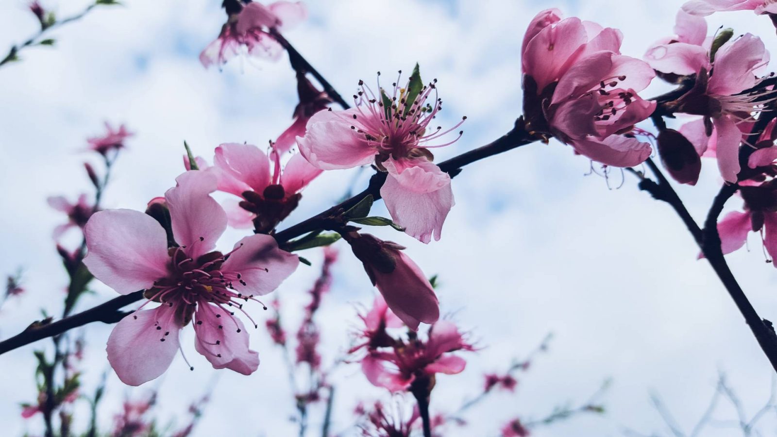 5 Steps To Create A Low-Maintenance Garden
