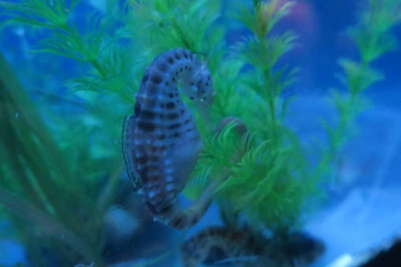 A day out at Great Yarmouth Sea Life Centre, our thoughts - worth a visit?