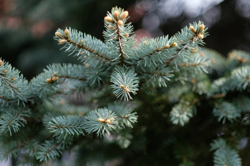 christmas-tree-how-to-choose-midwifeandlife.com
