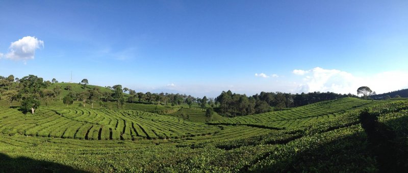 tea-valley-bandung-things-to-do