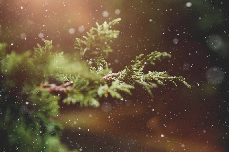 christmas-tree-how-to-choose-midwifeandlife.com