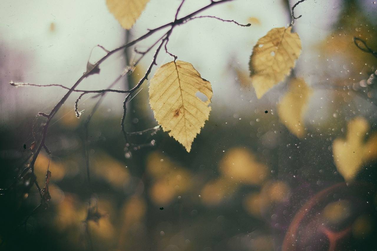 Gardening: How To Prepare Your Garden Ready For Autumn and Winter