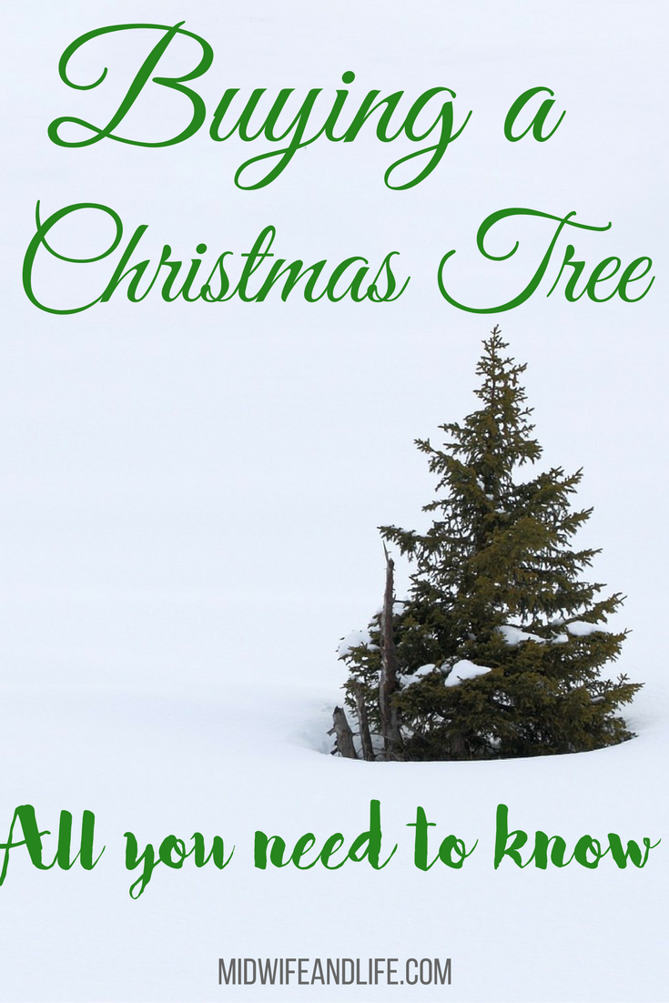 Everything you need to know, from choosing the tree to looking after it. Which variety to choose? All you need and more