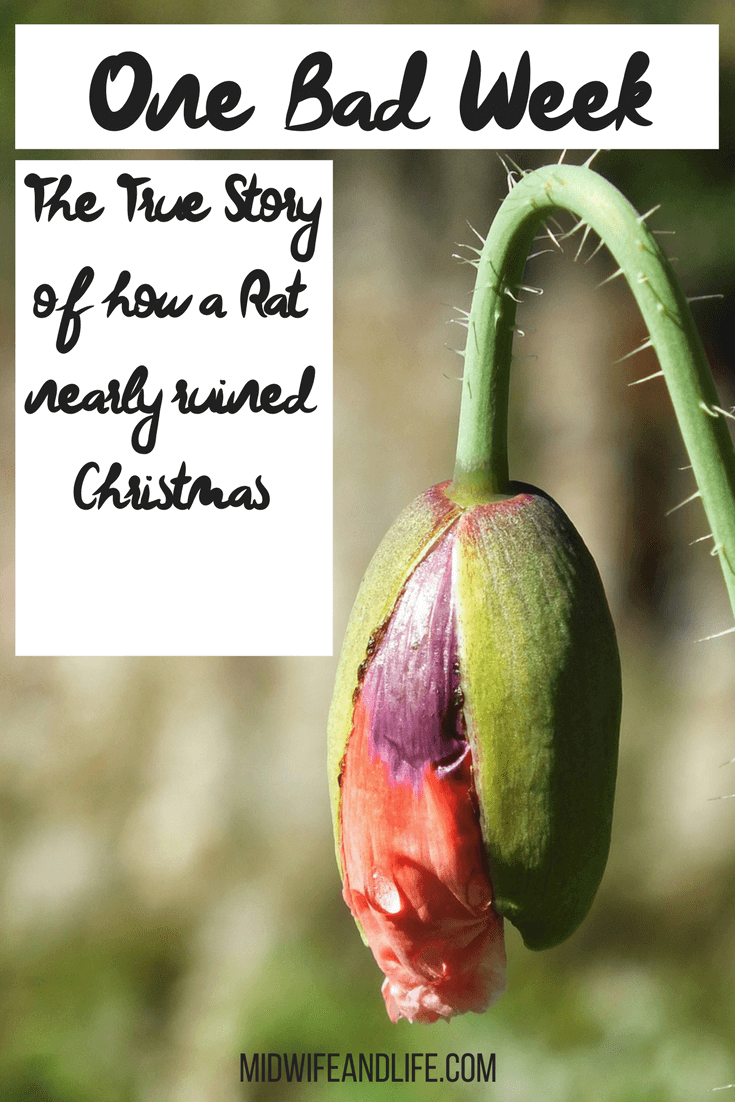 Have you ever had a succession of events that left you flat broke? Are you prepared? Read my true story of how a rat nearly ruined Christmas!
