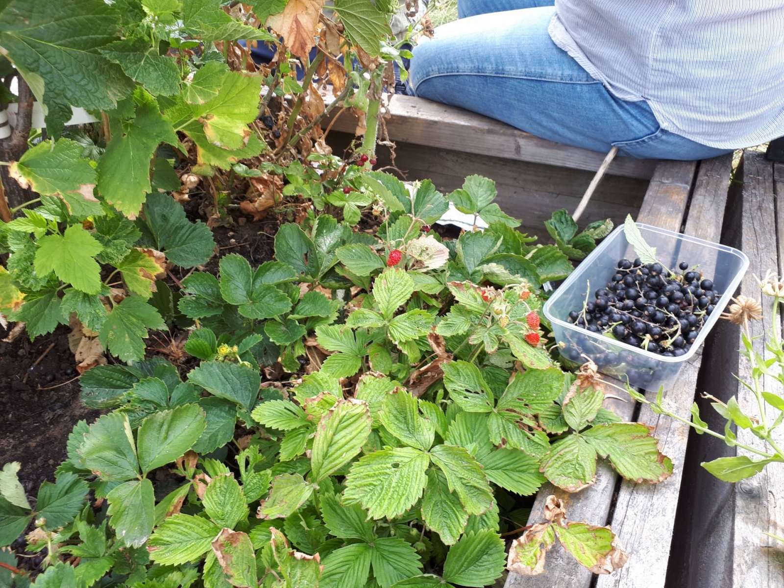 garden-trends-vegetable-growing