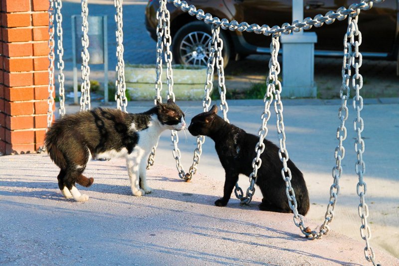 cats-introducing-second-cat