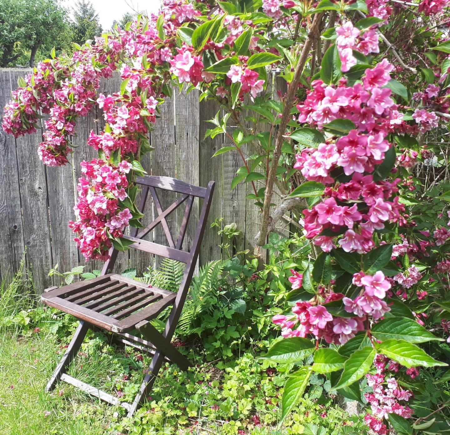 hayfever-remedies-safe-pregnancy-breastfeeding