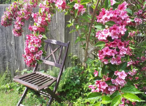 hayfever-remedies-safe-pregnancy-breastfeeding